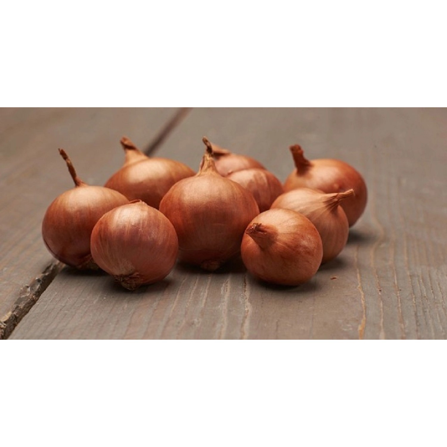 GardenSeed Premium Sadbová šalotka Red Sun, 500 g