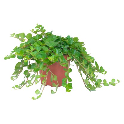 Pepřinec Rotundifolia průměr květináče cca 10,5 cm