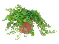 Pepřinec Rotundifolia průměr květináče cca 10,5 cm Pepřinec Rotundifolia průměr květináče cca 10,5 cm