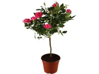 Landgard Hybridní čajová růže (Rosa Hybrid Tea) cca výška 60-80 cm, 2 l