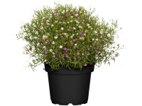 Landgard Šater zední (Gypsophila muralis) pr. 13 cm