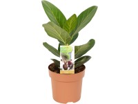 GROW by OBI Monstera "Leichtlinii" prmr kvtine cca 12 cm Monstera  obliqua