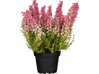 Grow by OBI Vřesovec kapský (Erica gracilis), pr. květináče cca 13 cm