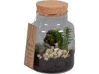 Aranžmá s kaktusem ve skleněné nádobě průměr květináče cca 18 cm