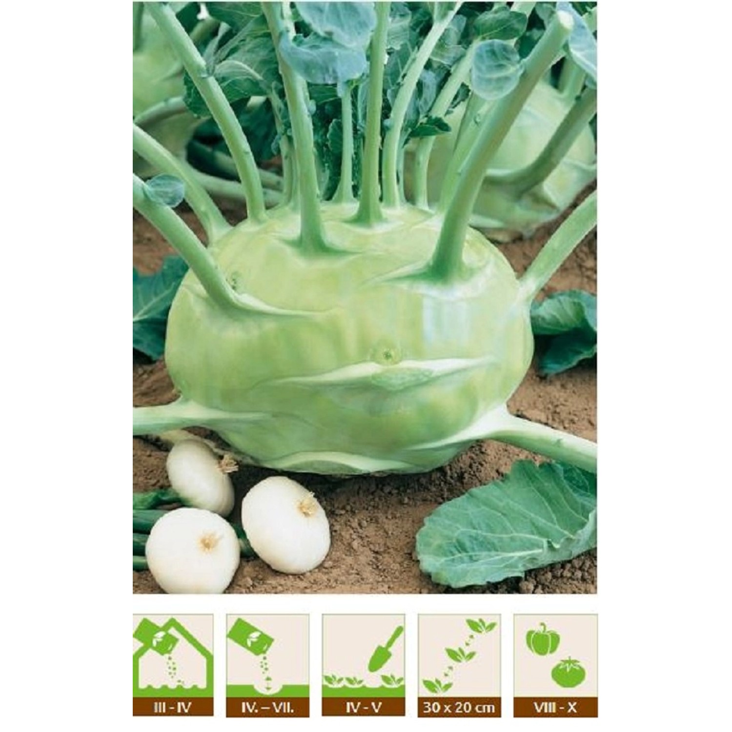 GardenSeed Premium Semínka Kedluben bílý Gigant, 1 g