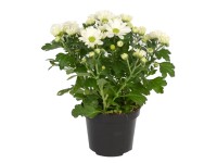 Listopadka (Chrysanthemum indicum) Sollinea, bílá, cca 25 cm, pr. kv. cca 12 cm Listopadka (Chrysanthemum indicum) Sollinea, bílá, cca 25 cm, pr. kv. cca 12 cm
