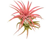 Tillandsie červená