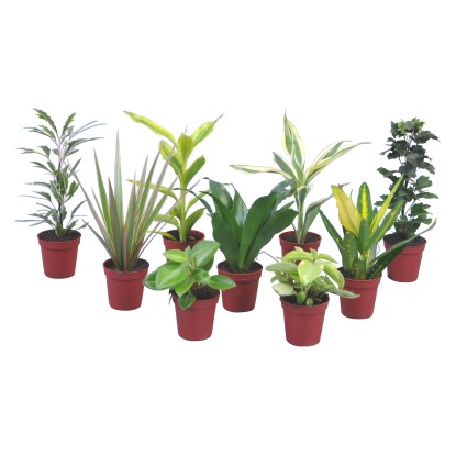 Mix zelených pokojových rostlin Mini