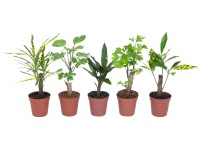 Mix zelených mini rostlin na kmínku průměr květináče cca 5,5 cm Mix zelených mini rostlin na kmínku průměr květináče cca 5,5 cm