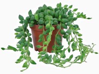 Starček Mini průměr květináče cca 6 cm Starček Mini průměr květináče cca 6 cm