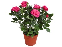 GROW by OBI Růže tmavě růžová průměr květináče cca 13 cm GROW by OBI Růže tmavě růžová průměr květináče cca 13 cm