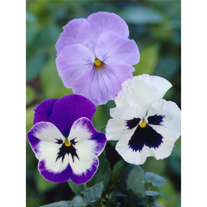 Violka zahradní Ice Teenies různé barvy průměr květináče cca 10,5 cm