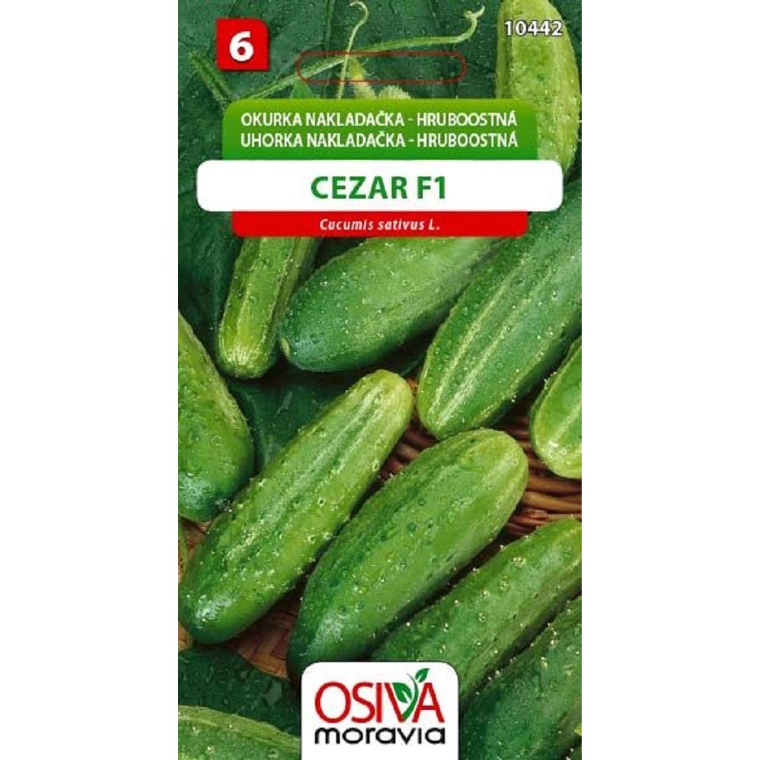 Semínka Okurka nakládačka hruboostná Cezar F1 (Cucumis sativus L.)