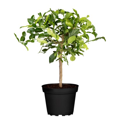 GROW by OBI Citrusový kmen speciální odrůdy, cca 140-160 cm, pr. kv cca 35 cm