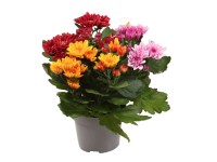 Listopadka indická (Chrysanthemum indicum) Listopadka indická (Chrysanthemum indicum)