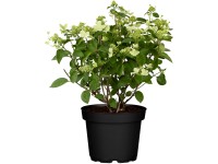 Hortenzie latnatá (Hydrangea paniculata) Hortenzie latnatá (Hydrangea paniculata)