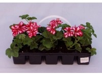 Muškát převislý plnokvětý