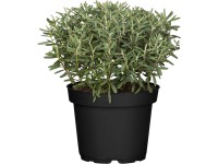 OBI Keříčkový rozrazil 