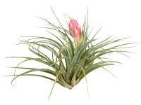 Tillandsie s květy výška cca 5-10 cm Tillandsia