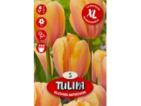 Květinová cibulka tulipánu (Tulipa Darwin Blushing Impression)