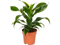 GROW by OBI Dračinec pr. květináče cca 17 cm