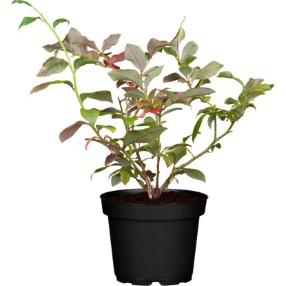 Borůvka GROW by OBI Hortblue Petite v květináči, výška cca 30-40 cm.