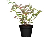 Borůvka chocholičnatá 