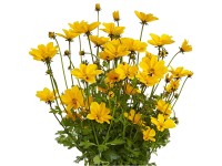 Q-Flower Dvojzub metlinatý (Bidens ferulifolia) 