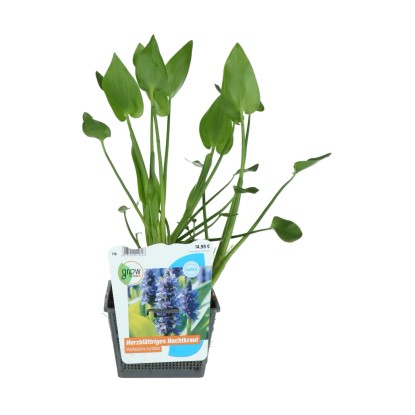 OBI Modráska srdčitá modrofialová pr. květináče cca 18 cm