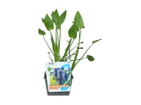 OBI Modráska srdčitá modrofialová pr. květináče cca 18 cm OBI Modráska srdčitá modrofialová pr. květináče cca 18 cm