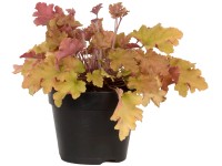 Grow by OBI Dlužicha (Heuchera) Indian Summer Marmelade, pr. cca 15 cm