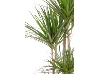 Dračinec různé odrůdy výška cca 170-180 cm průměr květináče cca 27 cm Dracaena