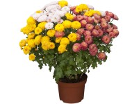 Grow by OBI Listopadka indická 