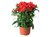 Hvozdík čínský (Dianthus chinensis) různé pr. květináče 10 cm