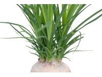 Lemkes Bokarnea tlustokmenná (Beaucarnea recurvata), výška 15-20 cm, pr. 6 cm Lemkes Bokarnea tlustokmenná (Beaucarnea recurvata), výška 15-20 cm, pr. 6 cm