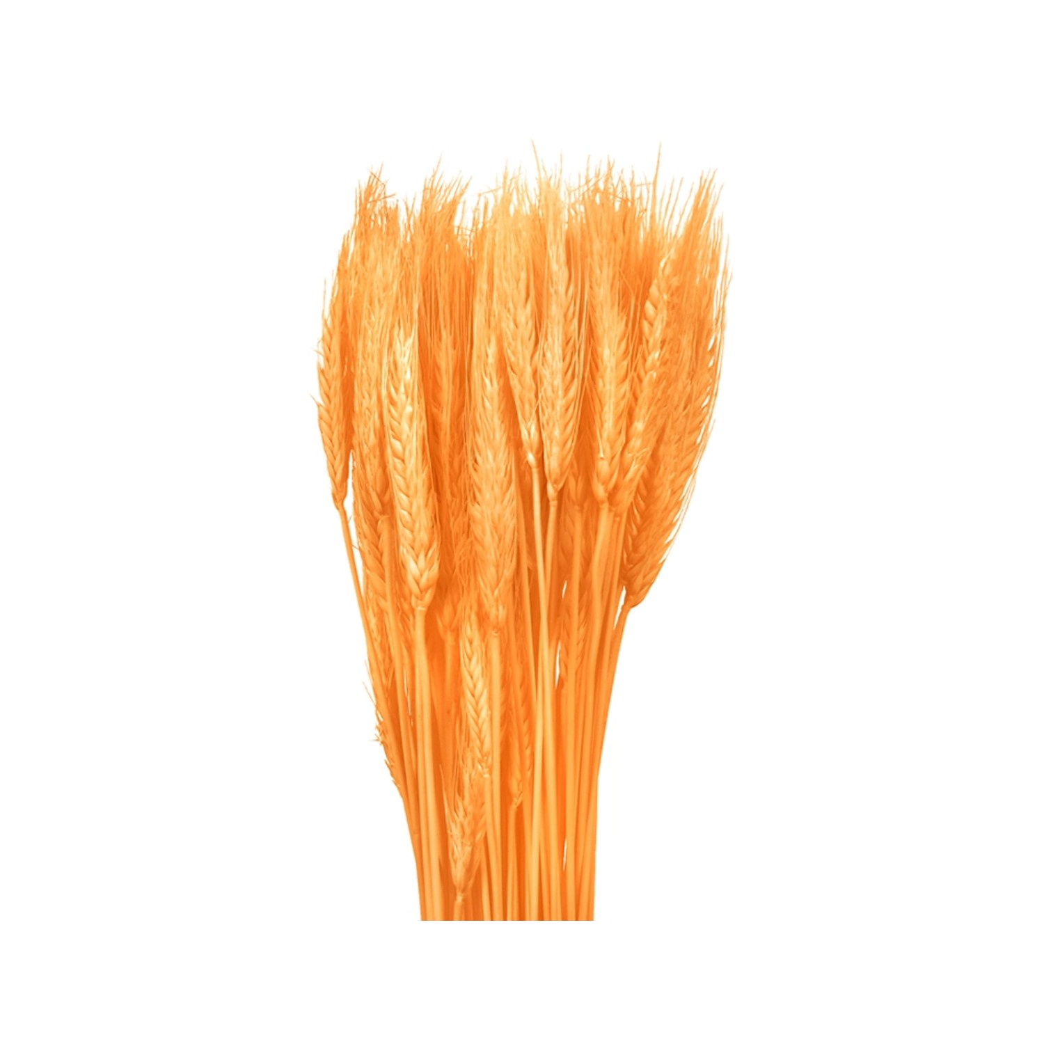 Nohel Garden Sušená dekorace Triticum - pšenice oranžová 40 g