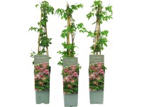 Plamének (Clematis koreana) 