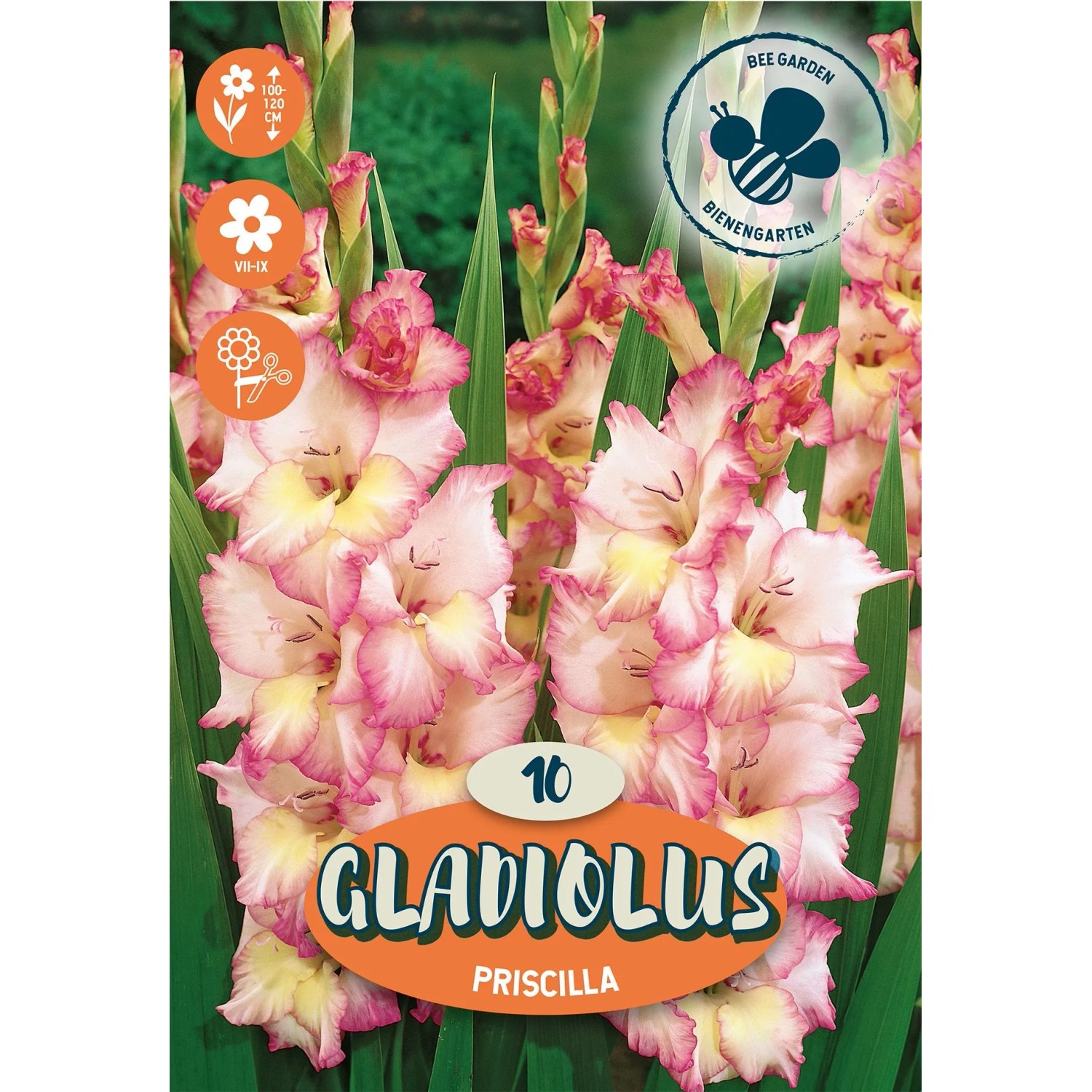 Royal De Ree Holland Květinové cibulky Mečík "Priscilla"