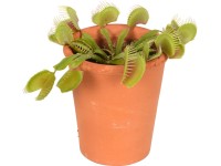 Mucholapka podivná v terakotové nádobě, pr. květináče cca 7 cm
