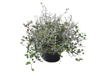 MONTANO Drátovec (Calocephalus)/Mulenbekie (Mühlenbeckia) pr. 12 cm