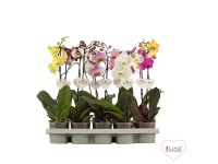 Orchidej motýlí (Phalaenopsis) 1 výhon, výška cca 50 cm, pr. 12 cm