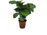 GROW by OBI Kalátea (Calathea orbifolia), pr. 19 cm