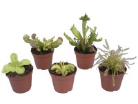 Masožravky mix, pr. květináče cca 9 cm