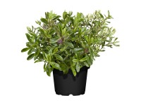 Hebe Andersonova (Hebe andersonii) 