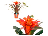 Guzmánie Fiero průměr květináče cca 12 cm Guzmánie Fiero průměr květináče cca 12 cm