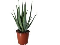 Royal Lemkes Aloe pravá (Aloe Vera) cca pr. 10,5 cm Royal Lemkes Aloe pravá (Aloe Vera) cca pr. 10,5 cm