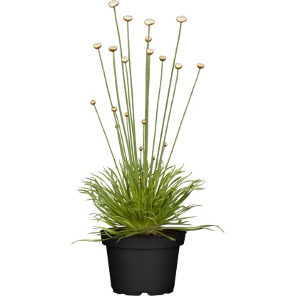 Mikado (Syngonanthus chrysanthus) pr. květináče cca 9 cm