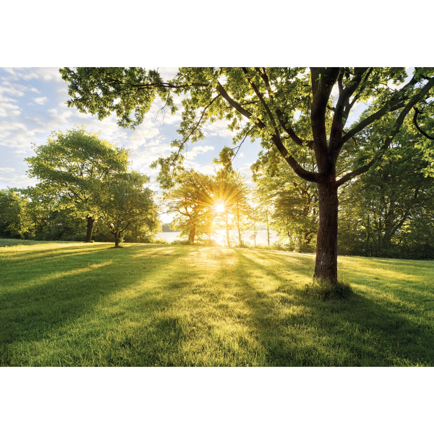 Komar Papírová fototapeta Golden Moment 368 x 254 cm