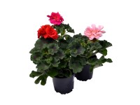 Muškát vzpřímený - Pelargonie páskatá (Pelargonium zonale) cca 11 cm