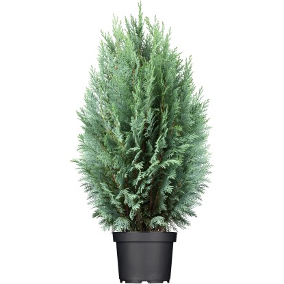 GROW by OBI Cypřišek Lawsonův (Chamaecyparis) "Columnaris", 30-40 cm, kv. 2 l